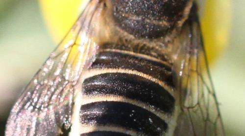 Megachile sp.